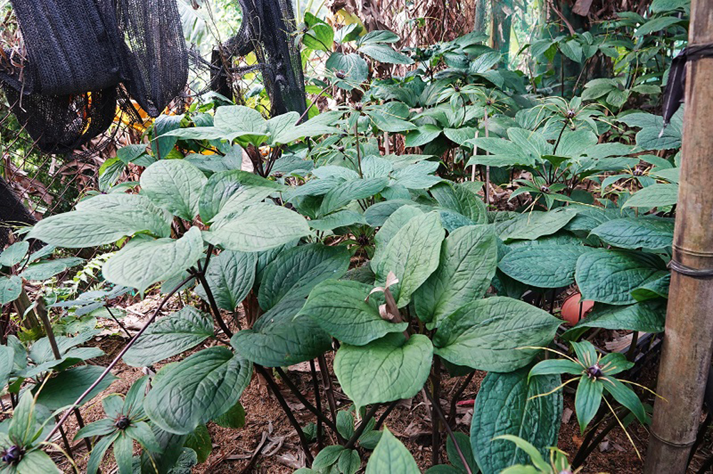 đăng nhập dafabet
